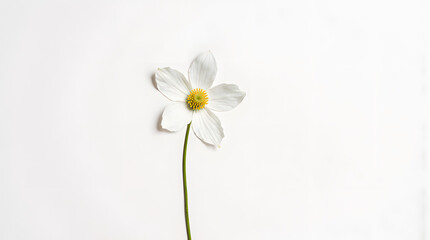 Obraz premium Single white flower with yellow center on plain background