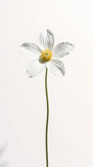 Obraz premium Single white flower with yellow center on plain background