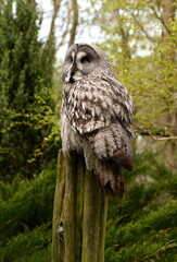 Tierpark Ueckerm&uuml;nde, Bartkautz