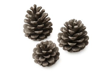 Pine cones creating decorative elements, natural tree seeds with open scales, symboling nature and forest themes on transparent background