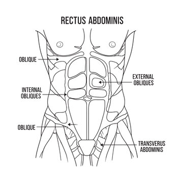 Rectus Abdominis Muscle Anatomy Diagram Illustration