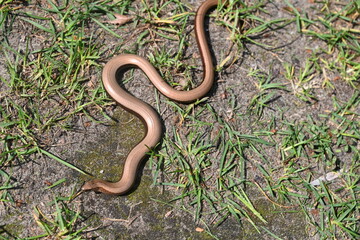 Blindschleiche im Garten