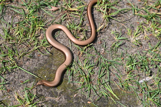 Blindschleiche im Garten