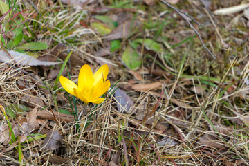 落ち葉の中に咲く黄色いクロッカスの花