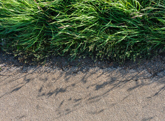 entre champ et route