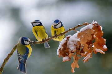 Winter scenery with blue tits bird sitting on the snowy branch(Cyanistes caeruleus)