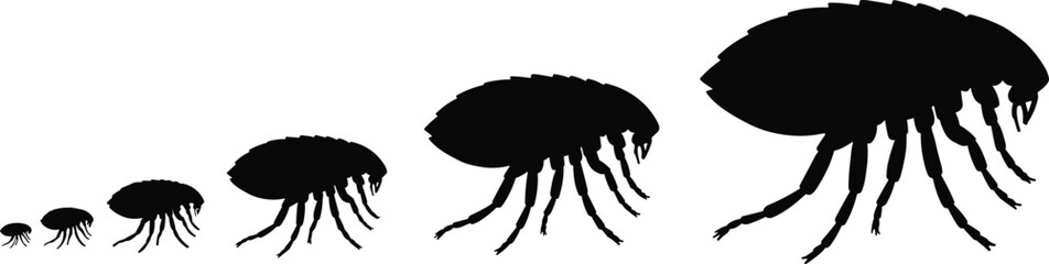 Flea silhouettes in scale progression, black outline insect anatomy, minimal design, growth concept, segmented body study, scientific illustration © Moyuri