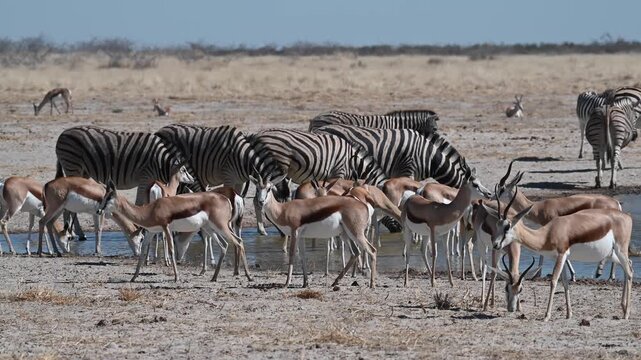 Springbok (Antidorcas marsupialis) and zebras in Etosha National Park, Namibia