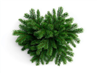 Lush bundle of fresh green Christmas tree branches top view isolated on white background
