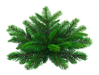 Lush bundle of fresh green Christmas tree spruce branches top view isolated on white background