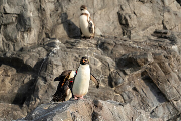 岩場に立つペンギン