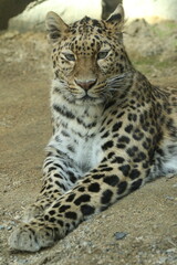 Obraz premium Amur Leopard Resting on the Ground, Rare Endangered Big Cat Portrait