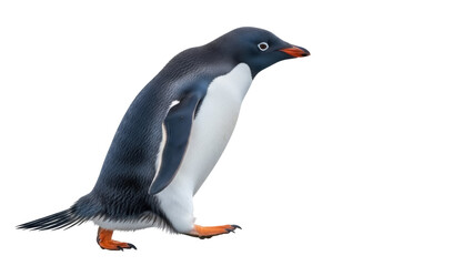 Adelie penguin walking PNG isolated on transparent background, cute Antarctic bird with black and white plumage for design projects