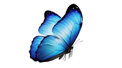 Vibrant blue butterfly PNG isolated on transparent background, detailed wings and delicate antennae for nature and design projects