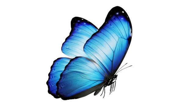 Vibrant blue butterfly PNG isolated on transparent background, detailed wings and delicate antennae for nature and design projects