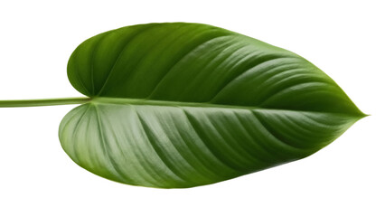 Lush green heartleaf philodendron leaf isolated PNG, tropical foliage with vibrant color and detailed veins on transparent background © Mia
