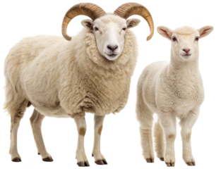 A fluffy, cream-colored adult ram with impressively curved, dark horns and a smaller, similarly colored lamb stand side-by-side, exhibiting a gentle, inquisitive, isolated on transparent background.