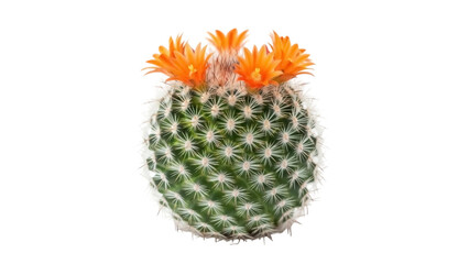 Mammillaria cactus with orange flowers isolated PNG, spiky succulent plant on transparent background for botanical design projects