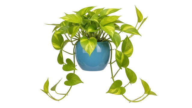 Golden pothos in blue pot PNG isolated on transparent background, vibrant houseplant with heart-shaped leaves for indoor decor