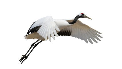 Red-crowned crane in flight PNG isolated on transparent background, graceful bird with outstretched wings for design projects