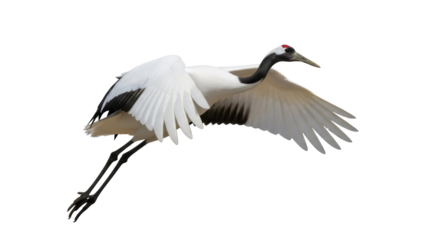 Red-crowned crane in flight PNG isolated on transparent background, graceful bird with outstretched wings for design projects