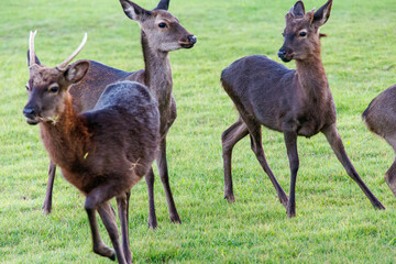 Fototapeta premium 天然記念物のケラマジカ（アカシカ）。 希少な野生動物ですが、日中から町中に普通に現れます。 阿嘉島阿嘉港 沖縄県島尻郡慶良間諸島-2025 沖縄本島から40km西方にある諸島。 大小30以上の島々からなる島嶼群は全体が国立公園に指定されている。 珊瑚礁の海、白い砂浜、緑の山地は世界屈指の美しさ。 多くの貴重な動植物が生息している。 