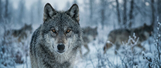 Obraz premium Close-up of an alpha wolf leading its pack in a snowy landscape