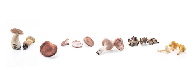 composition of different types of mushrooms
