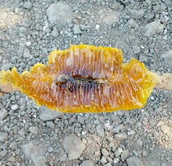 Natural wild honeycomb with fresh honey resting on a rocky ground surface