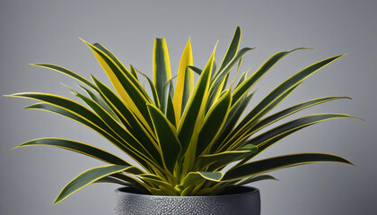 Espada de S&atilde;o Jorge plant