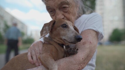 Animal theme is a lonely old woman best friend. Caucasian 90 years old senior female is happy to spend time with her pet small dachshund dog, holding her in her arms, hugging hugs and kisses outdoor.