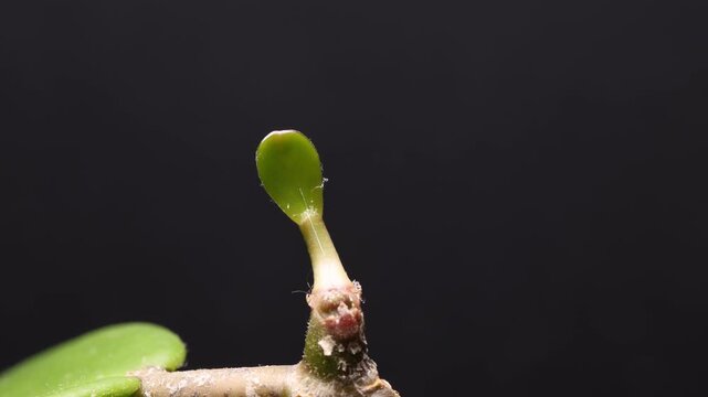 Scientific timelapse showing early leaf expansion following axillary bud emergence in Hoya kerrii. The clip documents juvenile leaf morphology, limited lamina expansion, and ongoing vegetative growth.