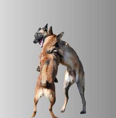 2 funny Belgian Malinois dogs standing face to face and seeming to dance or play.
