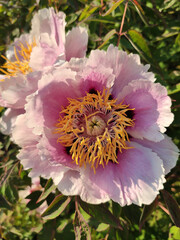 pink and white flower
