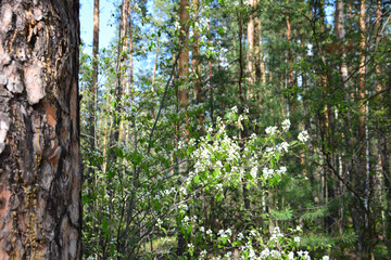 Fototapeta premium Spring Blossoms in a Sunny Pine Forest wallpaper