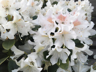 white flowers in the garden