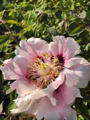 pink and white flower