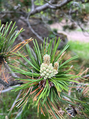 close up of pine cone