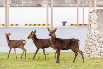 Fototapeta premium 天然記念物のケラマジカ（アカシカ）。 希少な野生動物ですが、日中から町中に普通に現れます。 阿嘉島阿嘉港 沖縄県島尻郡慶良間諸島-2025 沖縄本島から40km西方にある諸島。 大小30以上の島々からなる島嶼群は全体が国立公園に指定されている。 珊瑚礁の海、白い砂浜、緑の山地は世界屈指の美しさ。 多くの貴重な動植物が生息している。 