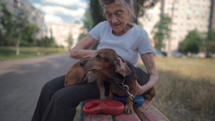 Animal theme is a lonely old woman best friend. Caucasian 90 years old senior female is happy to spend time with her pet small dachshund dog, holding her in her arms, hugging hugs and kisses outdoor.