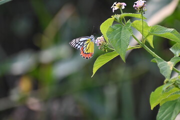 A common jezebel butterfly is seen sitting on a small bunch flowers in the semi urban area near a lake