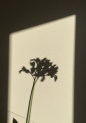 Shadow of a plant on a light surface with a dark background