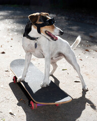 A jack russel dog on a skateboard