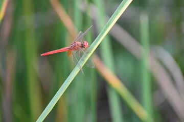 A beautiful red dragon fly is seen sitting on a green blade of grass in an agricultural field