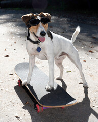 A jack russel dog on a skateboard