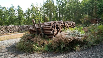 切り出された丸太