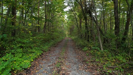 切り出された丸太