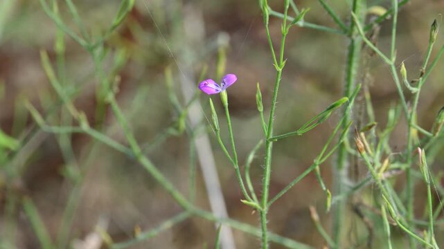 Dicliptera paniculata or Panicled Foldwing flower. It is&nbsp;a spreading herb in the Acanthaceae family. Lilac flowers in panicles, used in Ayurveda for decoctions and found across the Indian Subcontinent