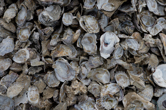 Pile of Oyster Shells Texture Background