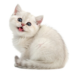 british kitten on white